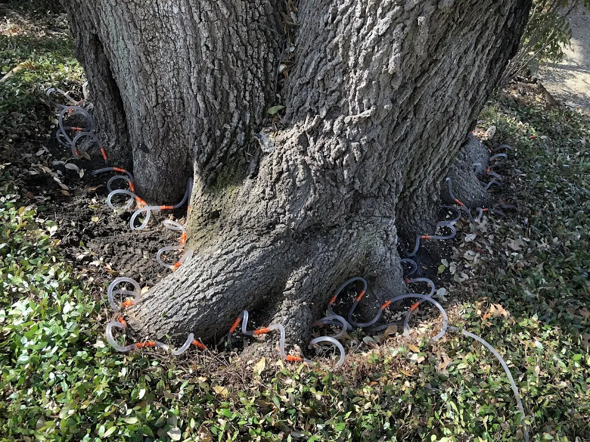 Detailed Tree Cabling and Bracing job site in Nescopeck