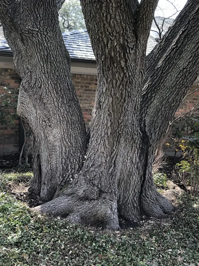 Mature heritage tree close to a Nescopeck property cared for by certified arborists